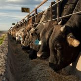 checklist_alimentacion_de_ganado
